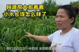 好多朋友私信小米什时候上架，今天带朋友们看一下，绿油油的一片