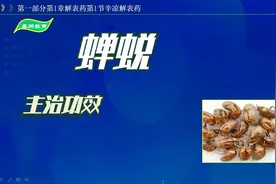 中药-蝉蜕的主治功效视频封面