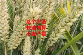 用这个方法，能快速测算小麦产量，看看你家的小麦今年能打多少斤