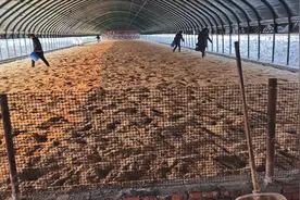 1000平养鹅发酵床制作现场，垫料只用稻壳，铺30公分 最长使用5年视频封面