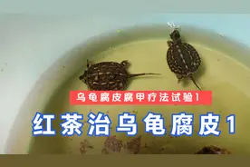 乌龟腐皮怎么治？沏盆红茶泡它！红茶治腐皮腐甲试验1：三只龟苗