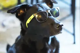 主人给狗狗带上墨镜，结果不是一般的酷！