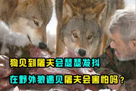 狗害怕屠夫手里的刀，如果野狼遇到屠夫，它们也会害怕吗？视频封面
