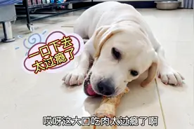 拯救的狗狗第一次吃大棒骨，鲜香四溢满嘴流油，一口下去真过瘾！