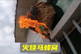 今天来个火烧马蜂窝，烧的一只不剩，还闻到烤蜂蛹的味道