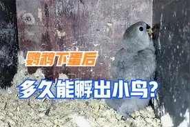 鹦鹉下蛋后多久能孵出小鸟呢，怎么判断中途蛋有没有异常呢,