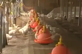 农博：雏鹅后期肠胃，有一定消化粗纤维的功能，可饲喂一些青饲料视频封面