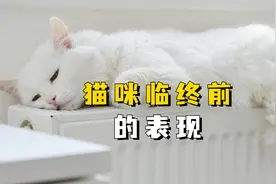 猫咪临终前的5大表现，说明它日子不多了视频封面
