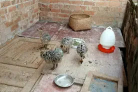 老乡托人从非洲运回奇怪的鸟，4只就花了3000块，长大后重达300斤视频封面