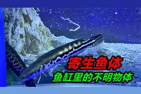 偶然间发现，从鱼的体内排出一种白色的线状物体，这是什么东西