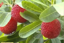 揭阳满山杨梅熟 农户管养忙