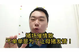 猪场催情散不单单是让母猪发青！很多母猪能发青也是配不上！