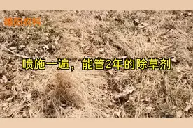 这个广谱高效灭生性除草剂，喷施一遍，能管两年寸草不生视频封面