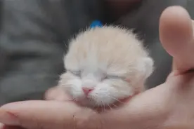 我家刚出生的7只小奶猫，正式介绍一下视频封面