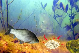 用燕麦片做一款自制饵料，野钓时不光鲫鱼喜欢吃，黑鱼看见也会吃视频封面