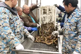 农历腊月二十八，黄鳝涨价到了多少钱一斤？农村大叔亲口告诉你！