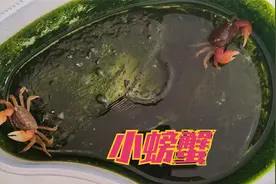螃蟹吃青苔的样子好可爱，有几人见过？绝对值得给你家的孩子看看