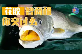 拥有天价花胶的黄唇鱼，会是花胶消费市场最后的受害鱼吗？