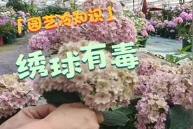绣球花有毒，会导致皮肤溃烂和红疹，这些人家不能随便养绣球！