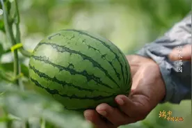 这瓜保熟！中国的西瓜有3000多个品种视频封面