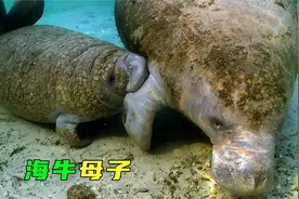 小海牛面临挨饿的风险，妈妈冒险穿过冰河寻找暖流，最终母子平安视频封面