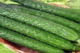 黄瓜别放冰箱，卖菜老板教我2个笨方法，存放一个月依旧翠绿新鲜视频封面