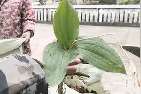 这种野草可以卖4块钱1斤，又名见血青，快看看你们老家有吗