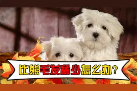比熊毛发稀少怎么办？快掌握好这几个解决办法