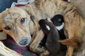 小土狗和边牧杂交的后代到底长什么样？