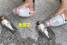 燕子疑似中暑横躺在地，女子泼水降温，没想到燕子张大嘴巴！