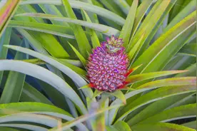 吃凤梨时留一刀，一把扔盆里，半月生根又发芽，来年观花又吃果