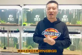 水晶虾卵多久孵化视频封面