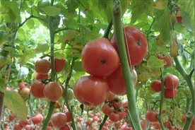 学会了浇水，番茄挂果后再也不会枯萎了，以后别再错了视频封面