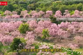 海珠湿地广州樱盛放！入园需提前预约