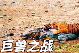 “鳄鱼杀手”玛琪莉单杀3米巨鳄，这头老虎有多强？活了整整20年