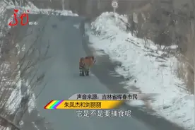 女子开车过山路 途中遇到大老虎视频封面