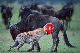 鬣狗耍手段！角马肚子被鬣狗一口咬破，直接生吃，场面惨不忍睹！视频封面