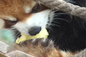 小熊猫吃苹果速度实测，半个苹果用时两分半视频封面