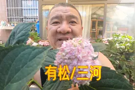 绣球花“有松”和“三河千鸟”有什么区别？园艺人实拍看看