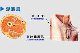 人体解刨学：下肢的解剖—3.2下肢前面深层的解剖视频封面