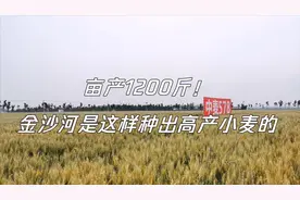 亩产1200斤！金沙河是这样种出高产小麦的视频封面