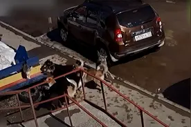 实拍功夫猫咪群战7只大傻狗 猫咪最后使出绝招狗子纷纷被吓跑！视频封面