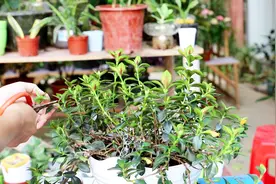 想让金鱼吊兰多开花，“修剪”工作不能忘，枝繁叶茂，四季开花视频封面