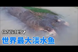 湄公河发现世界上有记录最大淡水魟鱼，你见过吗？