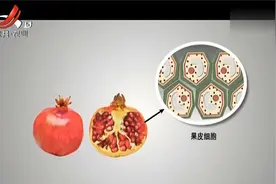 石榴裂果原因真不少！缺钙会导致裂果，浇水不科学会加大发生几率视频封面