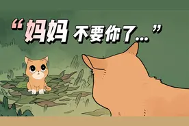 “我的妈妈是流浪猫，它什么都给不了我，却又什么都给了我”视频封面