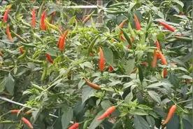 今年种辣椒的发财了，今天12月22号广东多少钱一斤？价格吓人！视频封面