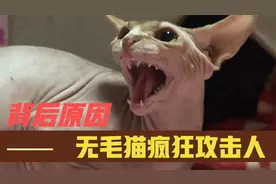 老人好奇买了只无毛猫，猫咪发疯突然攻击主人，最后终于找到原因视频封面