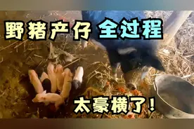 农村野猪如何产仔？实拍猪价暴涨后产仔全过程，一窝10只赚大了视频封面