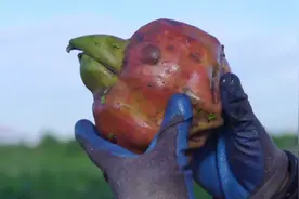 芡实的一生｜现代农业种植和收获鸡头米【21世纪农业】视频封面
